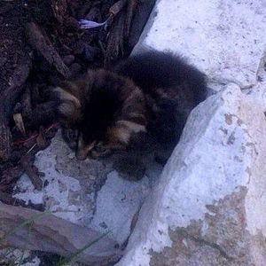 Meet your Posher, Samson